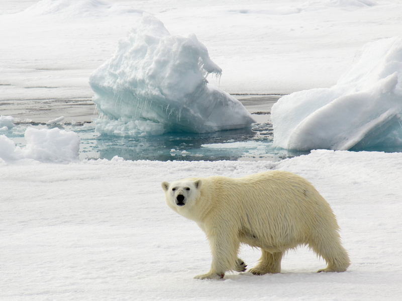 Белые медведи на Северном полюсе фото