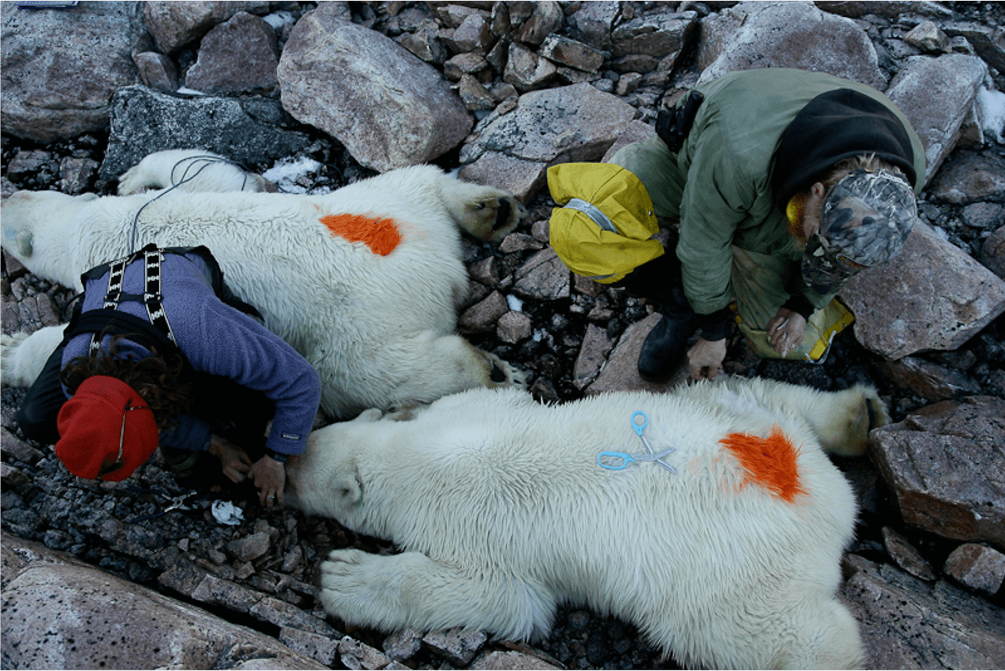 two persons working on two immobilized polar bears