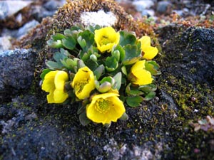 Polarsoleie (Ranunculus sulphureus)