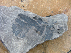 A fossilized leaf of a gingkotre