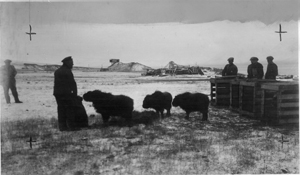 Transport av moskuskalver fra Grønland til Svalbard i 1929