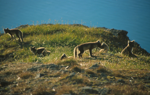 Denning arctic foxes