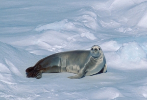 Crabeater seal (Lobodon carcinophagus) on the ice in Antarctica.