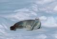 Did you know that the crabeater seal doesn’t eat crabs?