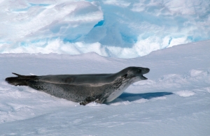 Leopard seal on the ice.