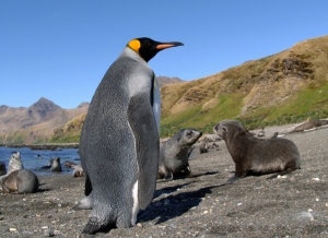 King penguin and fur seals on South Georgia. 
