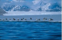 A typical arctic fjord landscape with glaciers, naked mountains, sea ice and seabirds.