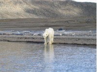 Avmagret isbjørn på land