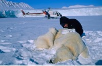 Forsker undersøker bedøvet isbjørn