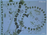 Planteplankton i mikroskop