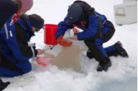 Scientists taking samples of ice algae