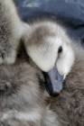Barnacle goose chick. Photo by Ingrid Melvær