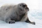 Bearded seal. Photo by Ingrid Melvær