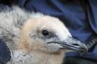Great skua chick. Photo by Ingrid Melvær