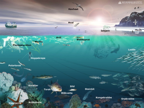 The Barents Sea ecosystem
