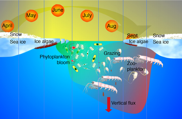Plankton life-cycle