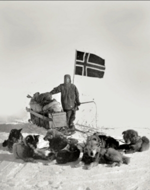 Bilde av Amundsen med hunder