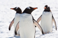 Bilde av pingviner
